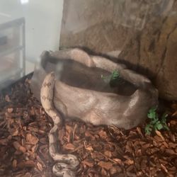 Hypo Boa & Enclosure 