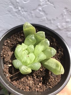 Succulents for sale