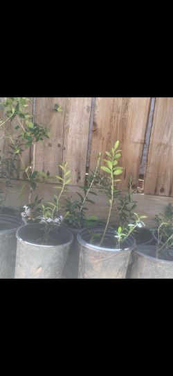 Olive trees for sale 1 foot tall $10 each Olive trees for sale 1 foot tall $10 each