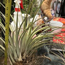 Airplant Tillandsias 