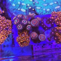 Plastic Zoas