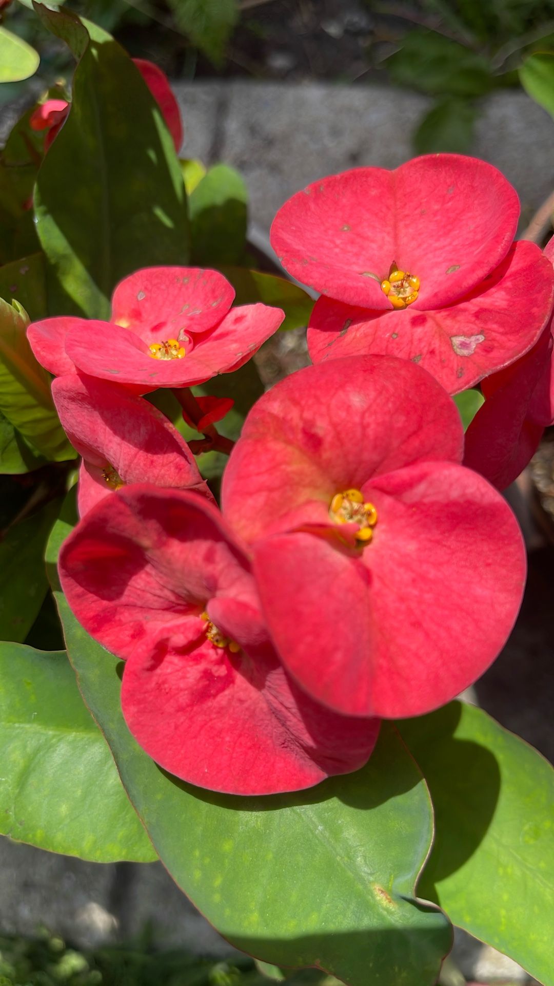 Corona De Cristo Flor Jumbo