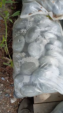 Large Non Polished Pebbles - $24 each bag