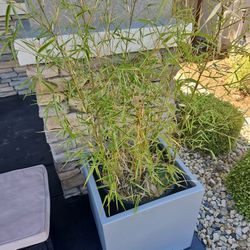 Bamboo Tree Plant