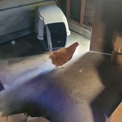 Chicken Pet