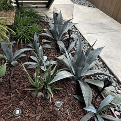 Agave Plant