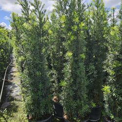 huge 6 feet tall podocarpus arecas and clusias  all sizes available  staring 3 feet 4 feet 5 feet 6 feet 7 feet 8 feet 9 feet