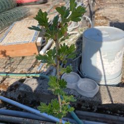 Gooseberry Potted Plants