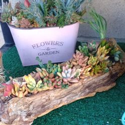 Succulent Arrangements 