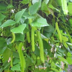 Dragon Winged Bean Seedling Plant Ready To Plant To Produce Hundreds Of Fruits