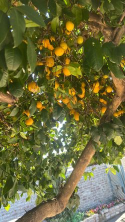 Freshly picked Meyer lemons