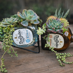 Upcycle Tequila Bottles