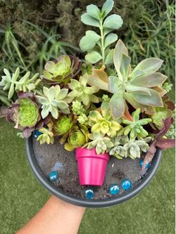 Beautiful Succulent Arrangement