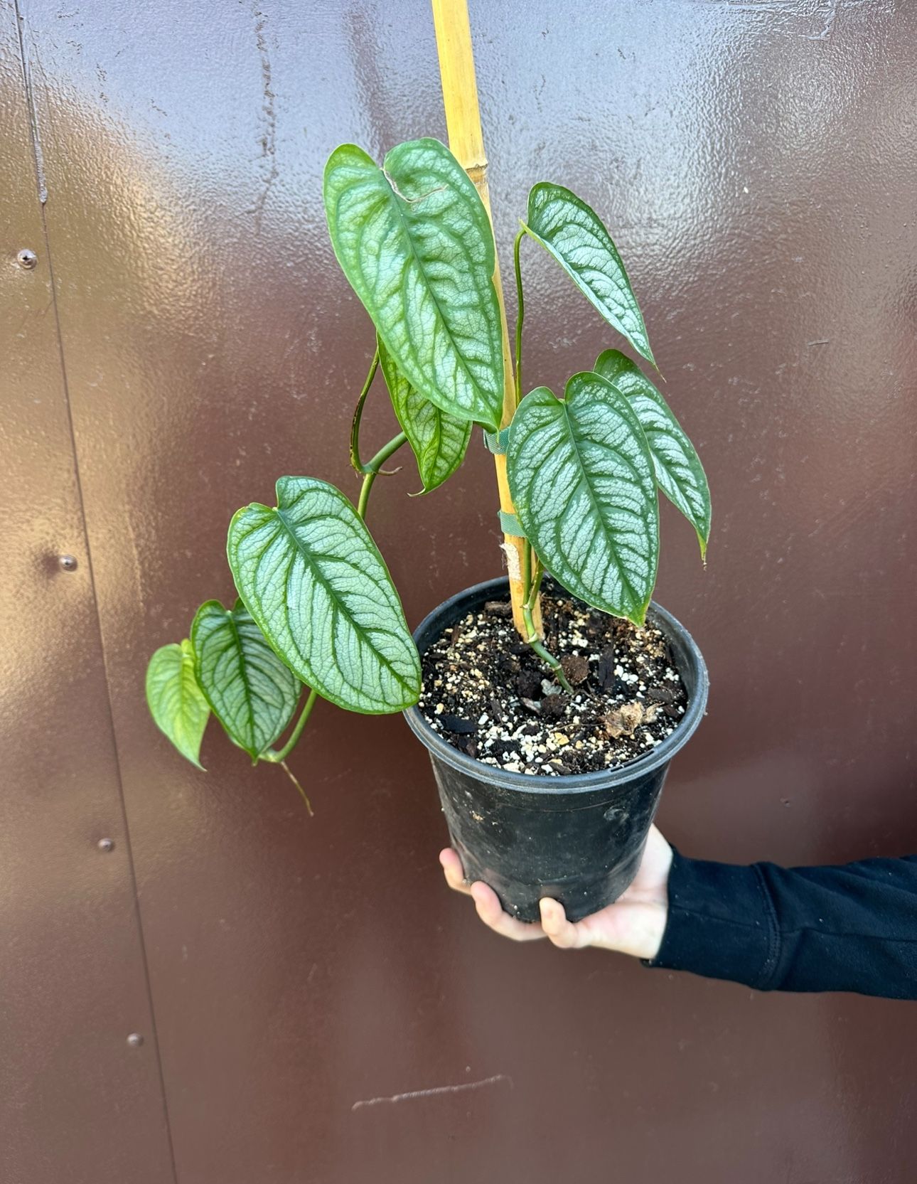 philodendron bipinnatifidum selloum hope Philodendron bipinnatifidum 'Little Hope' main image 0