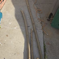 Malungay or Morrengue Cuttings 