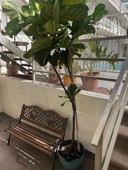 Beautiful, healthy, mature fiddle-leaf fig tree available for a new home.