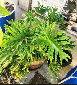 Philodendron Plant