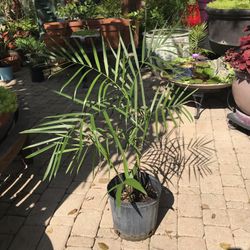 2-3’  Tall Bamboo Palms-$10 Each