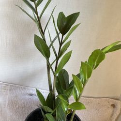 HERMOSAS PLANTAS NATURALES “ZZ PLANT “