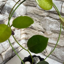 Hoya Australis House Plant In 3.5"H  Black pot.