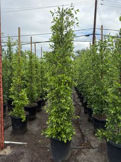 Ficus Nitida Indian Laurel Privacy Hedge 