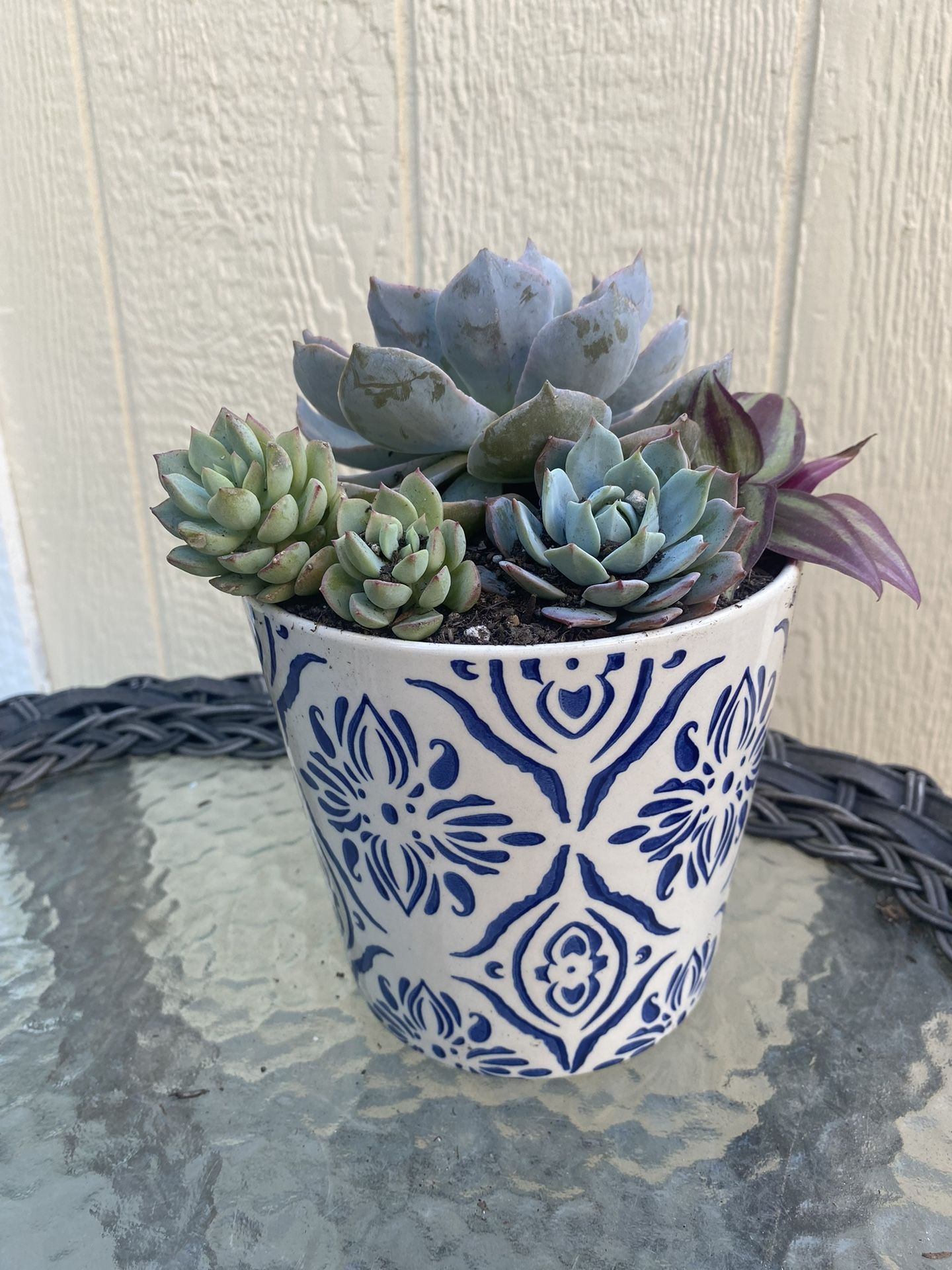 Beautiful Succulent 