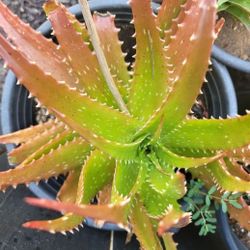 Succulents