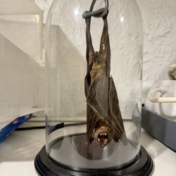 Real Taxidermy Hanging Bat