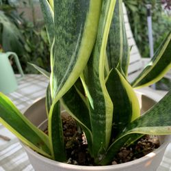 Snake Plant