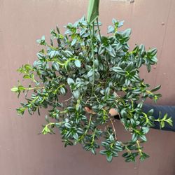 6” yellow goldfish 