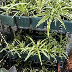 Plant Sale