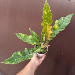 4” ring of fire philodendron