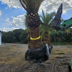 Canary Palms all sizes available 