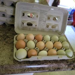 Fresh Chicken Eggs