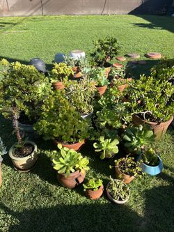 Potted Plants - Starting $5