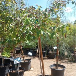 15 Gallon Mulberry Trees