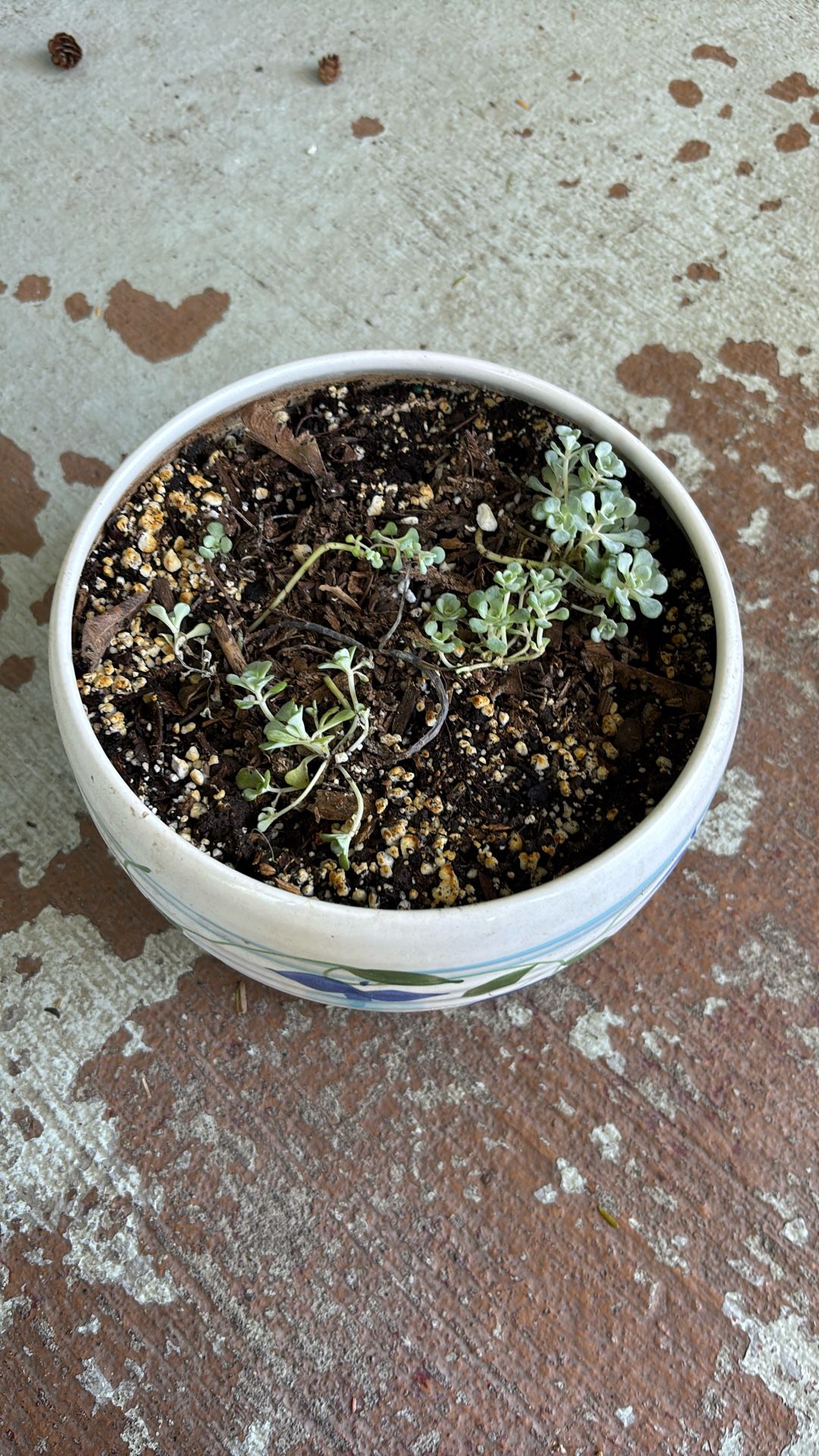 6” x 7 1/2” floral planter with succulent starter