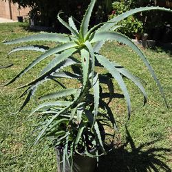 Aloe Vera Plant