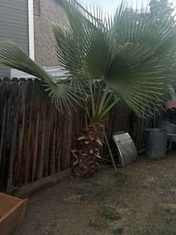 9ft palm tree