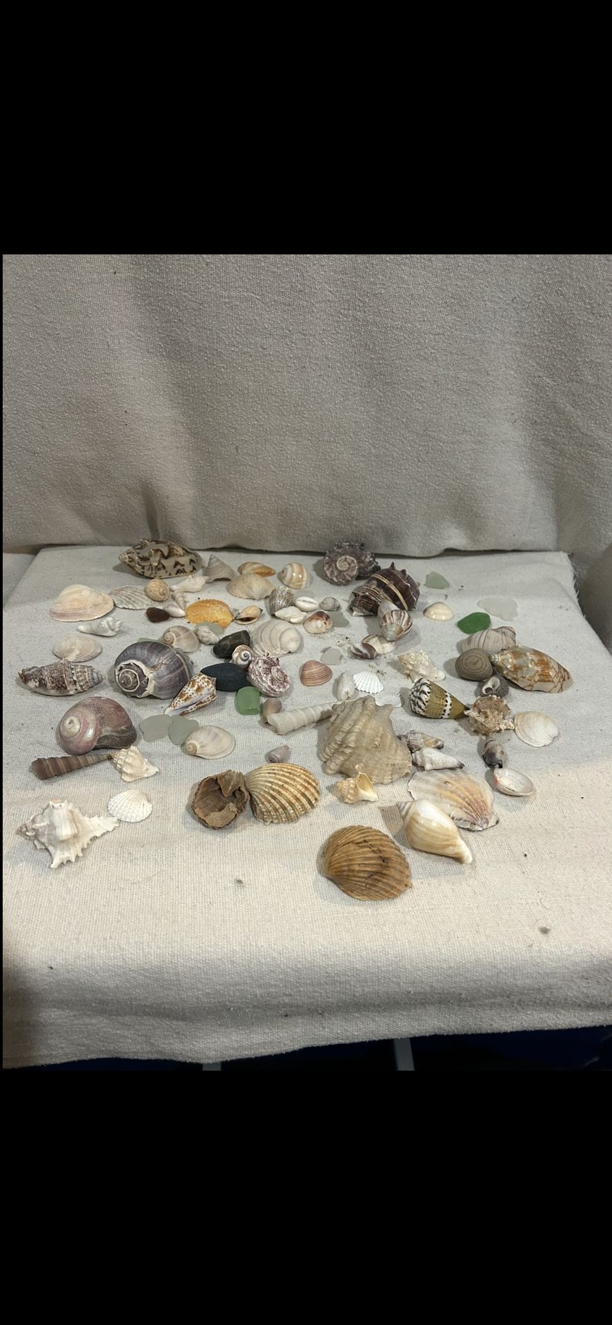 ASSORTED LOT OF SEASHELLS GREAT FOR CRAFTS