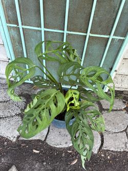 Monstera Esqueleto plant