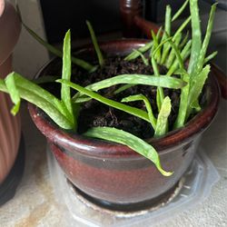 Plant 🪴 Aloe 