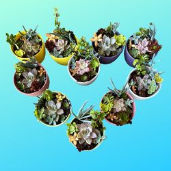Succulents For Mothers Day In Pots