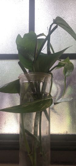 Fully rooted golden Pothos