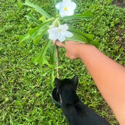 Frangipani Bridal Bouquet Plumeria Full Sun Live Plant Available 