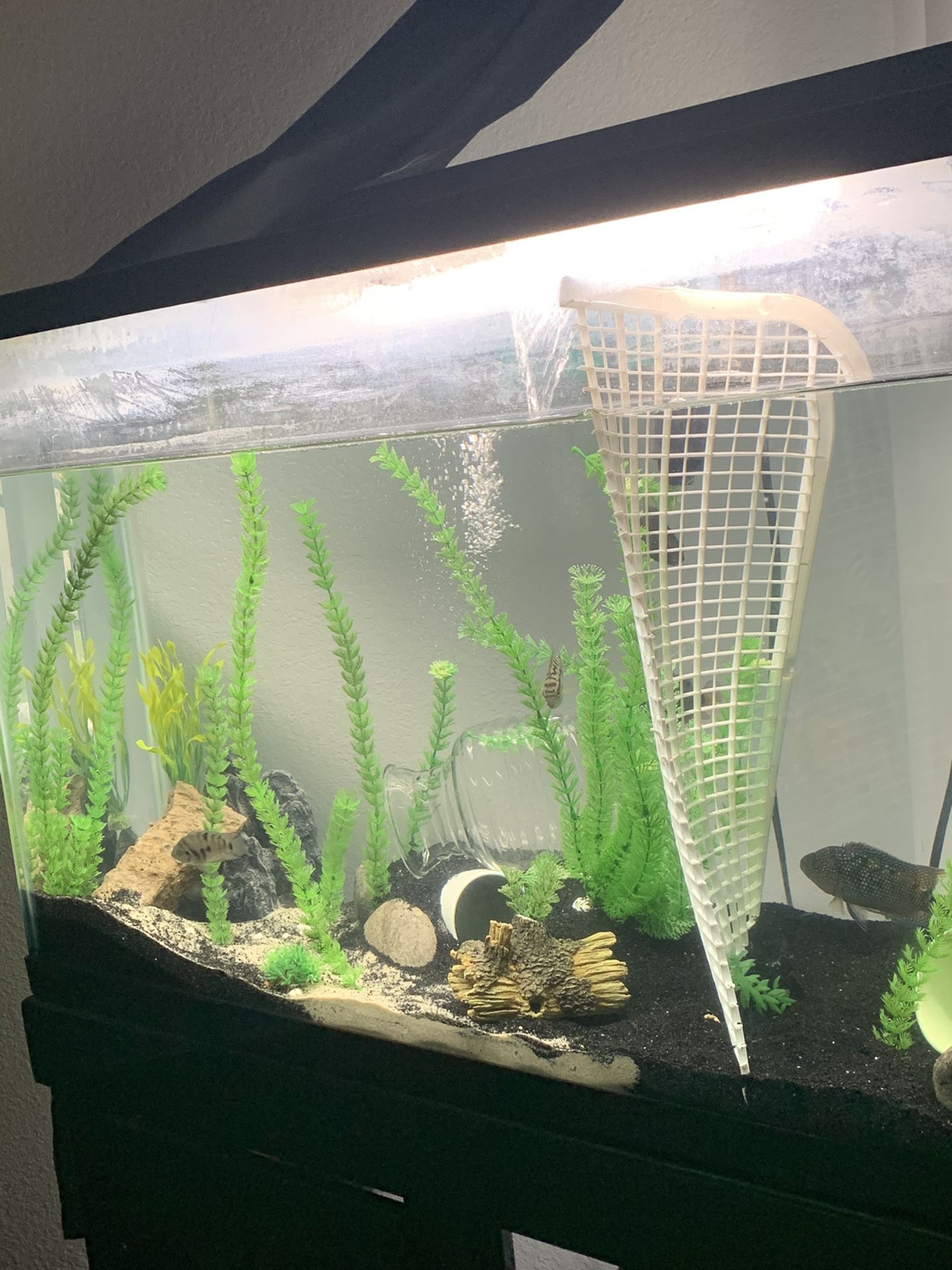 65 gallon fish tank