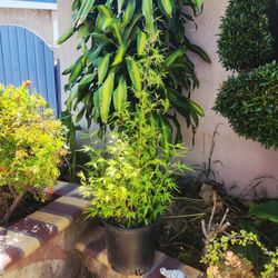 Golden Bamboo Plant Pot 🧡🧡
        Tre Vàng Cần Câu