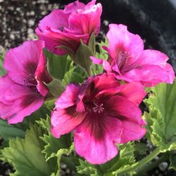 Geranio En 5 Galones