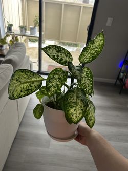 houseplant 