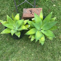 Agaves
